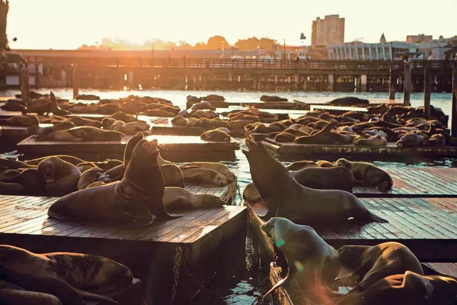 Les lions de mer se reposent sur le quai K du PIER 39 au coucher du soleil