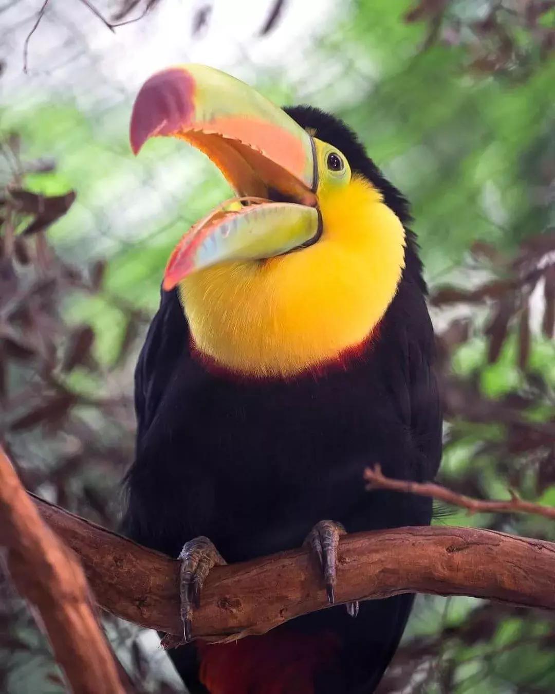贝博体彩app动物园的一只巨嘴鸟.