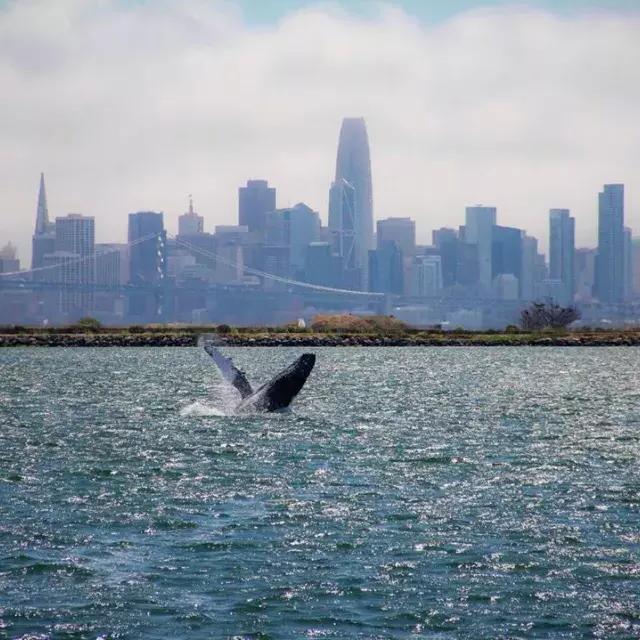 Une baleine fait brèche dans les eaux de la baie de San Francisco.